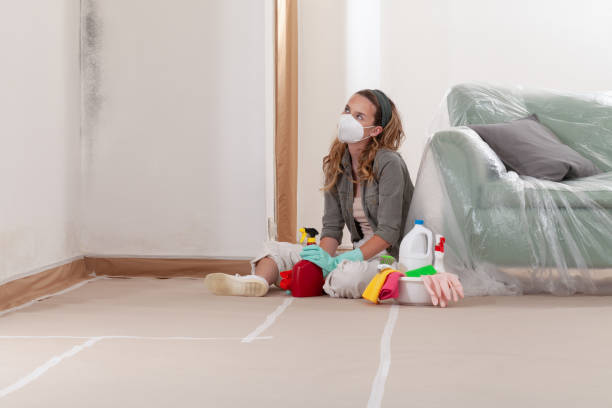 Reliable Black Mold Remediation contractor in Liberty Hill, TX by 24 Hour Mold Removal