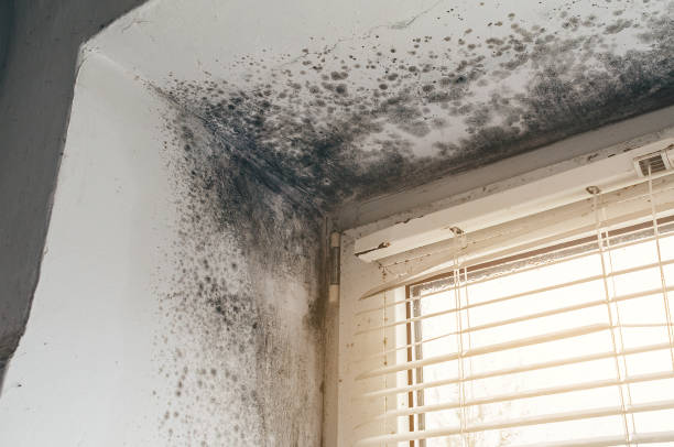 Affordable Black Mold Remediation solutions in Liberty Hill, TX