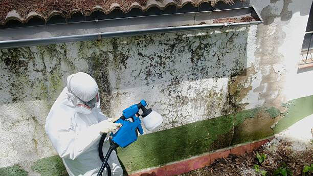 Top rated local Black Mold Remediation specialists in Liberty Hill, TX